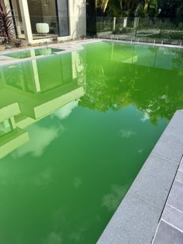 Neglected pool full of green algae before treatment