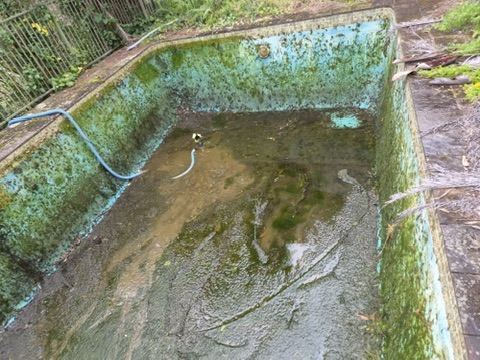 Empty pool shell with algae stained walls before scrubbing